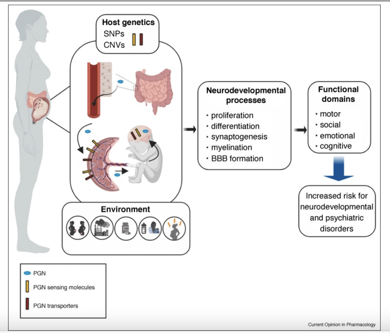 mother-s-microbiome-can-impact-her-developing-baby-s-brain-in-utero
