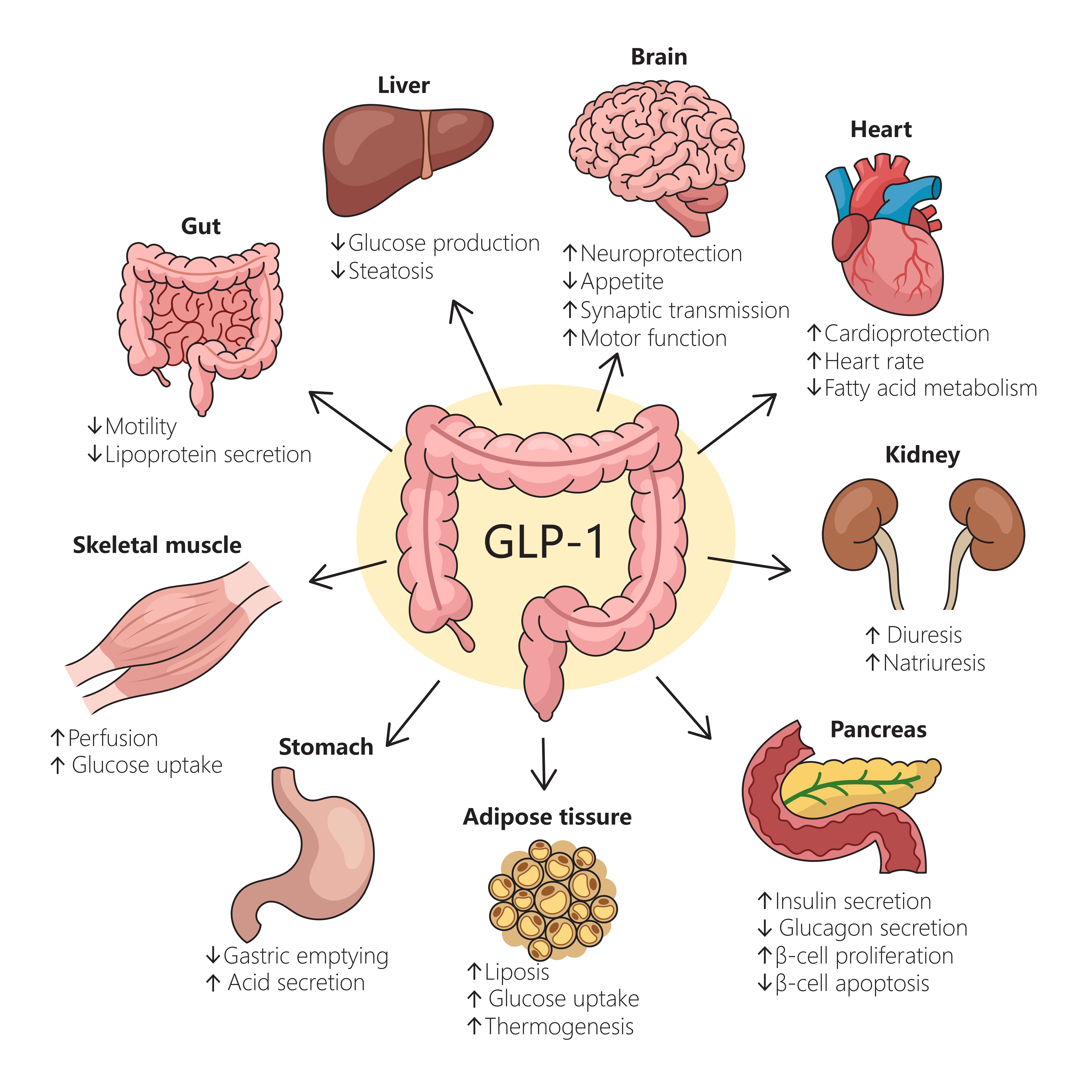 nutrition-medicine-and-gut-health-how-to-make-your-own-ozempic