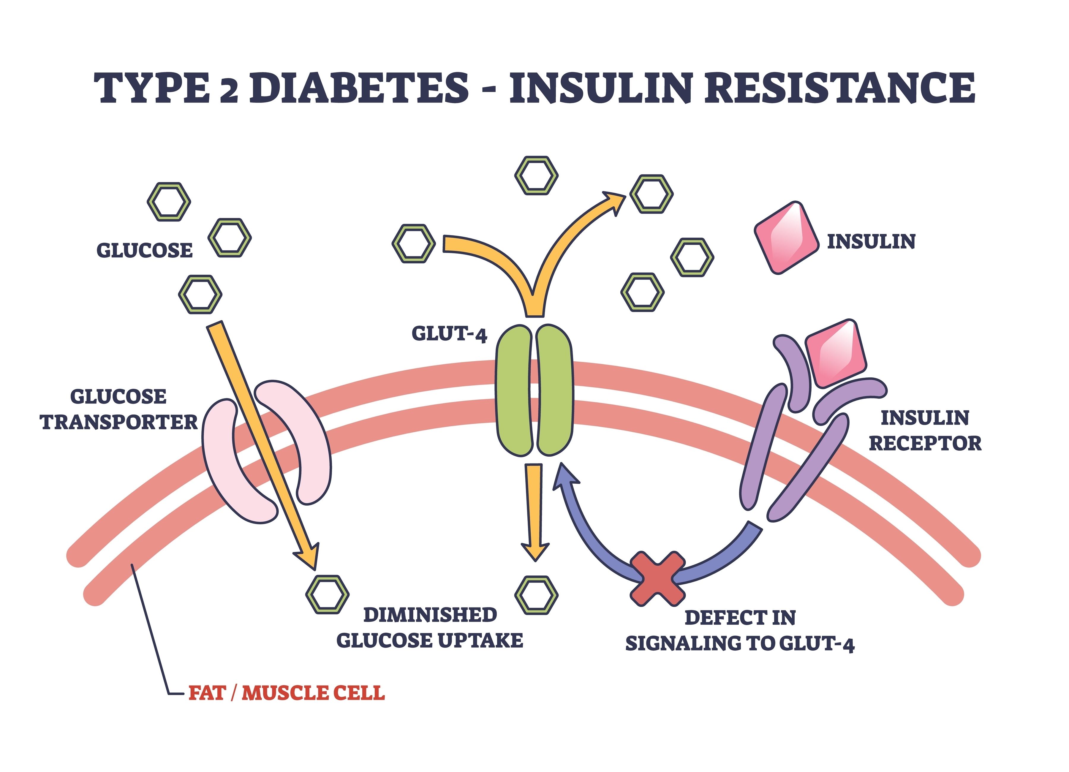 nutrition-medicine-and-gut-health-how-to-make-your-own-ozempic