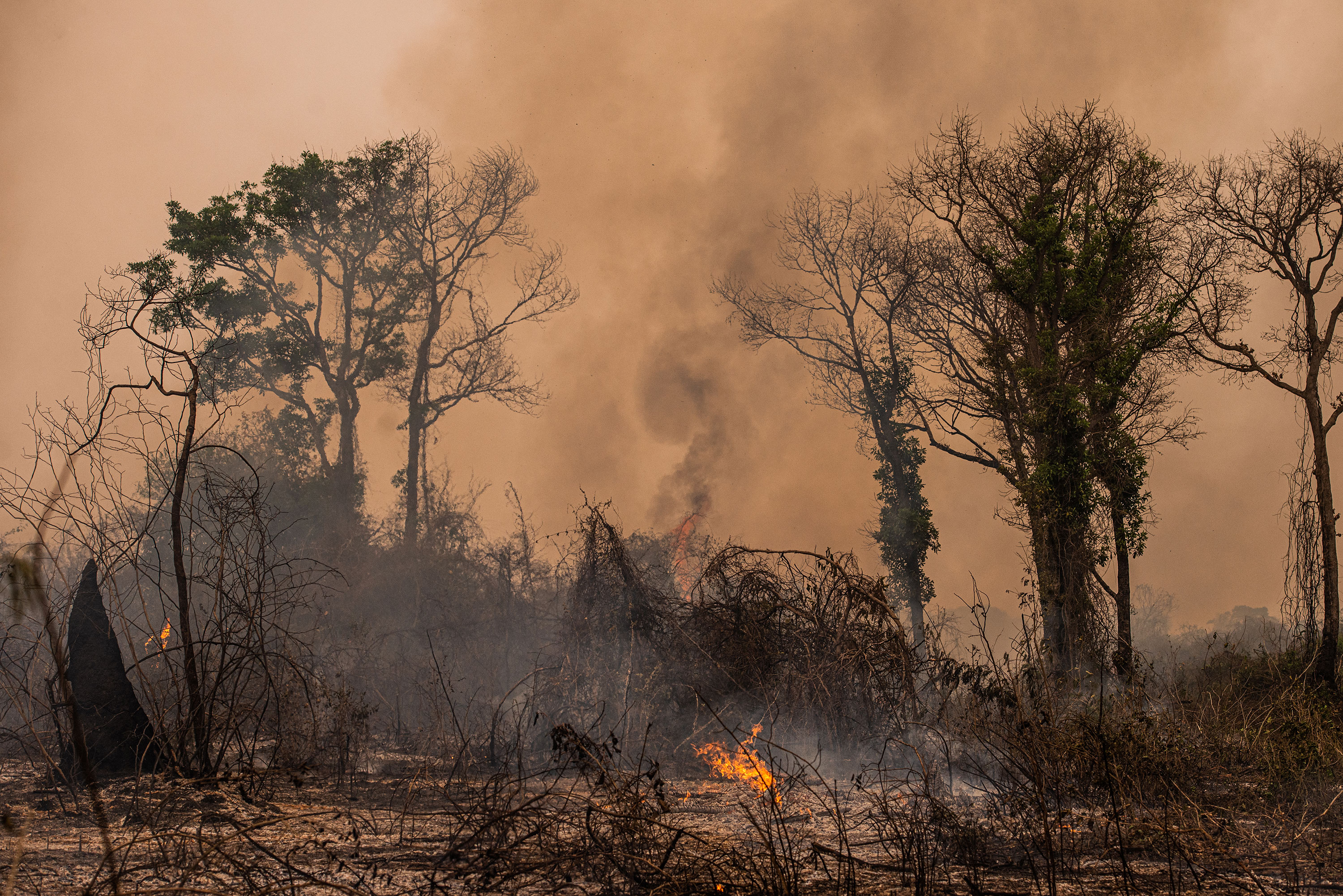 wild-fires-homeopathy-and-naturopathic-support